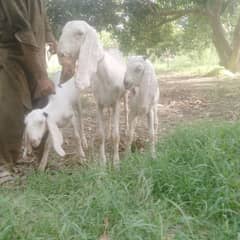 Muhammad puri goat with two babies