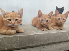 5 Persian cats blue eyed double coated