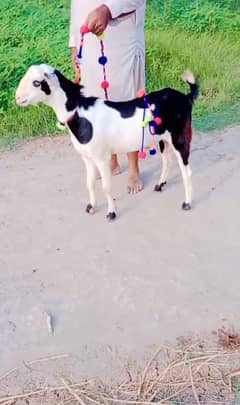teddy goats