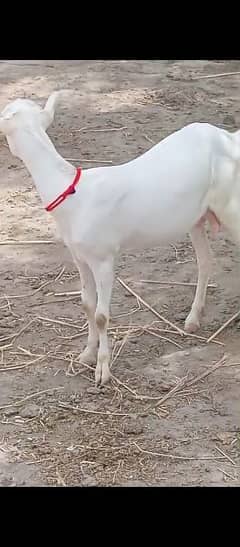 teddy goats