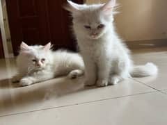 Adorable pure breed Persian kittens for sale