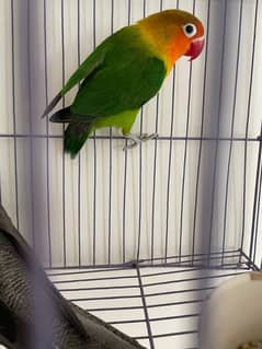 parrots