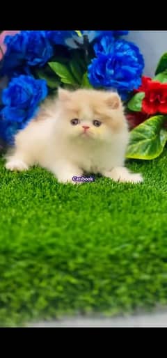 blue eyes white Persian kitten|Triple long coat |WhatsApp. 03250387943