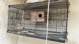 birds