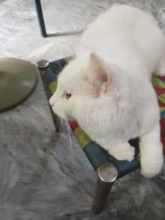white persion male cat  masded eyes