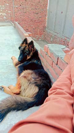 German shepherd | Long coat Dog | GSD | Male Dog For Sale