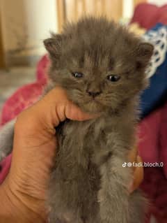 Persian kitten 30 day ha