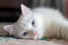 Turakish angora cat