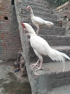 paper white heera
