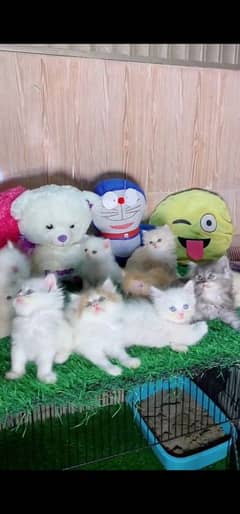 blue eyes white Persian kitten|Triple long coat |WhatsApp. 03250387943