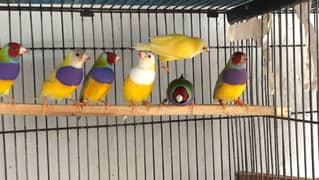 Gouldian Finch
