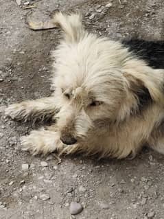 Dog