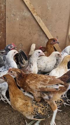 Desi Hens