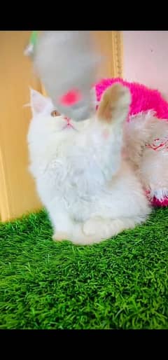 blue eyes white Persian kitten|Triple long coat |WhatsApp. 03250387943