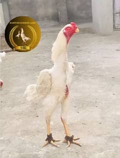 shamo |white shamo |german shamo chicks |Fertile Eggs |king size shamo