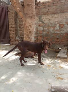 Pointer