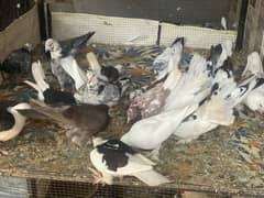 Fancy Pigeon Setup for sale