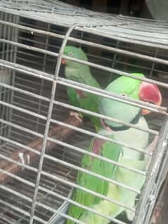 Baredar pair 03463235861