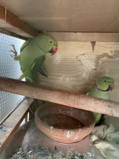 Parrot