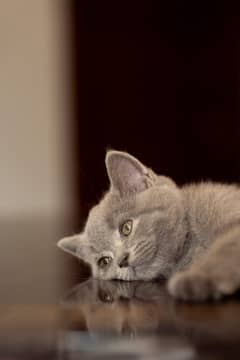 British short hair kittens | kittens Import from Russia | cat for sale