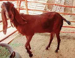 Pure Betal Nagra Bakri for sale