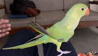 Male ringneck self chick