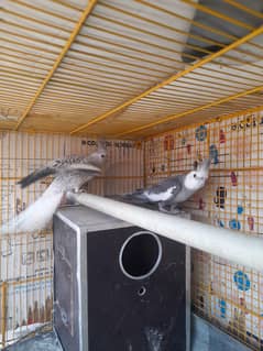 breading pair