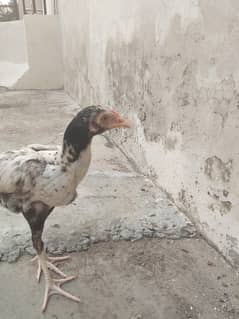 aseel pair