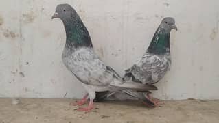 golden kamanger pigeons