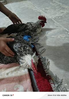 6 morgy hai activ hai sary  is nombar pr caal kry 03365855590