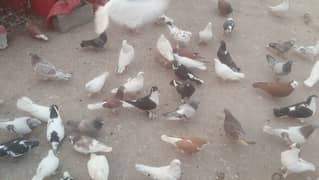 fancy pegions for sale