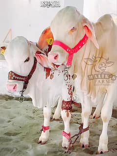 Cholistani Gulabi Nukra