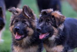German Shepherd dog puppy top quality 03079535892 WhatsApp