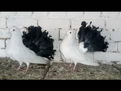 Black Tail kabootar Fancy Pigeon pair 03431683430