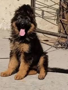 German
