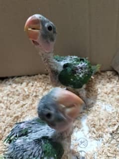 raw babies , raw parrot , kashmiri raw parrot baby, parrot chicks