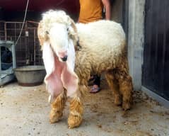 Chatra | Bakra |pure Kajla Chatra | high quality Chatra |goat | چھترا