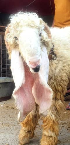 Chatra | Bakra |pure Kajla Chatra | high quality Chatra |goat | چھترا