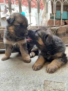 German Shepherd dog puppy top quality 03079535892 WhatsApp
