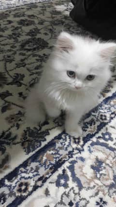 persian cat