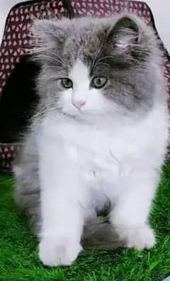 Persian