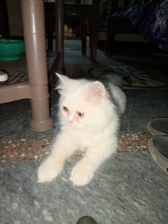 Persian Cat For Sale