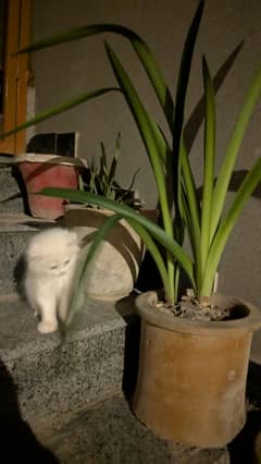 White Persian Female Cat 3 Months