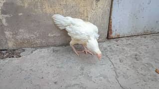 HEERA ASEEL MAADI 0313-4715481