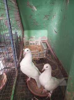 toli , lakka mix breed