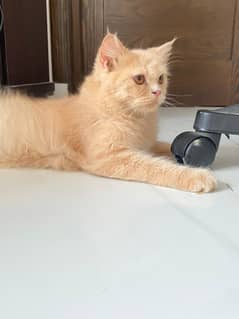 Triple Coated Persian