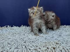 persian kittens for sale