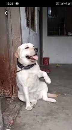 Labrador