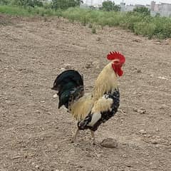 desi.