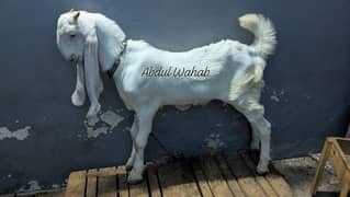 mashallah gulabi breeder quality male